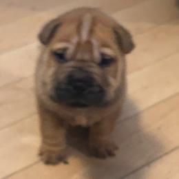 Tad - Red fawn male Chinese Shar-Pei puppy in Basehor, Kansas from Good Fortune Shar Pei