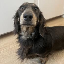 Porsche - Dachshund