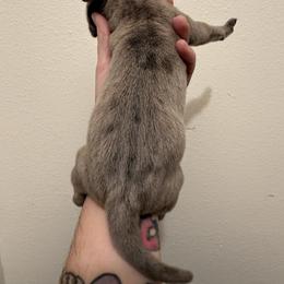 Bean - Merle male Great Dane puppy in Jerusalem, Arkansas from Mara Danes