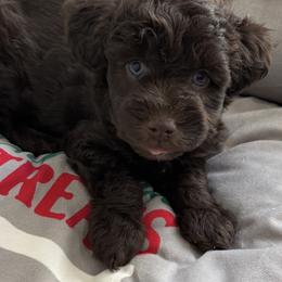 Mocha Skye - Liver female Miniature Schnauzer puppy in Pearland, Texas from K & S Schnauzers