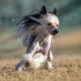 Chinese Cresteds and Russian Tsvetnaya Bolonkas from BiJou Kennels