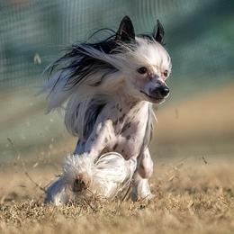 Chinese Cresteds and Russian Tsvetnaya Bolonkas from BiJou Kennels