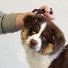 Miniature American Shepherd Puppies from WestOak Miniature American Shepherds