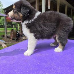 TBD - Black tri-color male Australian Shepherd puppy in Luther, Michigan from Pine River Australian Shepherds