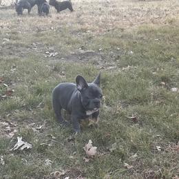 Girl 2 - French Bulldog puppy from Dixon's Kennel
