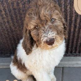 Bandit - Parti male Saint Berdoodle puppy in Beach, North Dakota from Badland St. Berdoodles LLC
