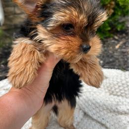 Penelope - CKC - Black and tan female Yorkshire Terrier puppy in Calhoun, Georgia from Peach State Yorkies