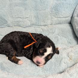 Bagel - Tri-color male Bernedoodle puppy in Mount Pleasant, Tennessee from Amy Brewer
