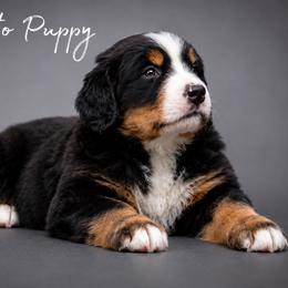 Leia - Tri-color female Bernese Mountain Dog puppy in Lecanto, Florida from Lecanto Puppy