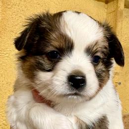 Oliver - White and sable male Papillon puppy in Chattanooga, Oklahoma from Lottie Dottie Scottie’s and Papillons