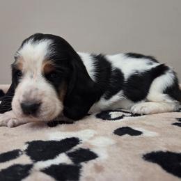 Chloe - Black white and brown female Basset Hound puppy in Denison, Texas from Emma Lou's Baby Bassets