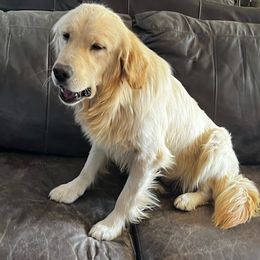 Meta - Golden Retriever