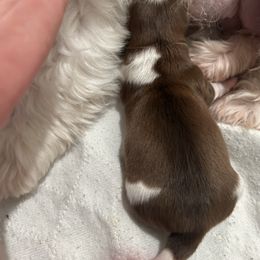 Sammy - Red and white male Shih Tzu puppy in Hickory, North Carolina from PAWSitive Breeders of the Carolinas