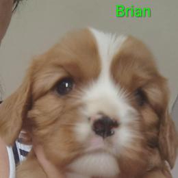 Brian - Ruby male Cavalier King Charles Spaniel puppy in Phoenix, Arizona from Royal Desert Cavaliers