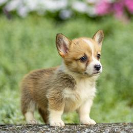 Destiny - Red female Pembroke Welsh Corgi puppy in Narvon, Pennsylvania from Corgi Companions