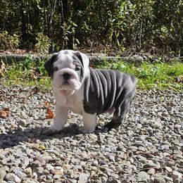 Bulldog, Doberman Pinscher, and French Bulldog Puppies from Snapp Valley Bulldogs
