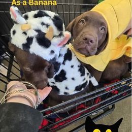 ROXY - Chocolate female Labrador Retriever puppy in Dartmouth, Massachusetts from Dolce Amore Labradors