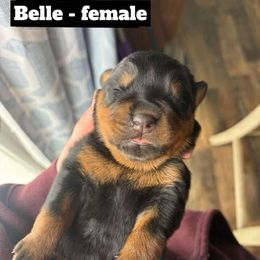 Kimber - Black and mahogany Rottweiler puppy in Newport Center, Vermont from Rosalyn's Rottweilers