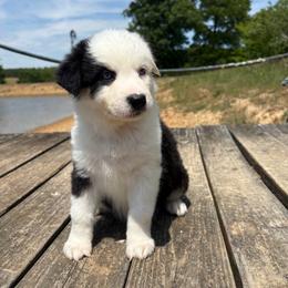 Rolo - Black tri-color male Australian Shepherd puppy in Denton, North Carolina from Double R Farm Aussies