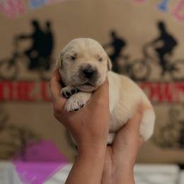 Nancy - Golden female Golden Retriever puppy in Duncan, South Carolina from Glimmer Goldens