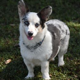 Stormi - American Corgi