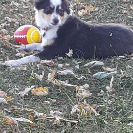 Miniature Australian Shepherd and Toy Australian Shepherd All Grown Up from Elk Creek Aussies