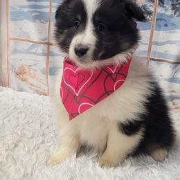 Beth - Black white and tan female Shetland Sheepdog puppy in Conway, Missouri from Brooks's little darlings
