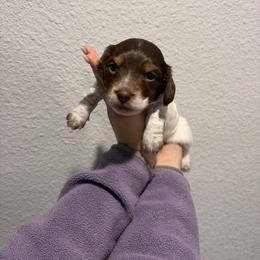 Dachshunds and Doberman Pinschers from Texas Mini Dachshunds & Dobermans