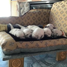 Golden Retriever Puppies from Snow Walker Goldens