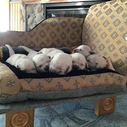 Golden Retriever Puppies from Snow Walker Goldens