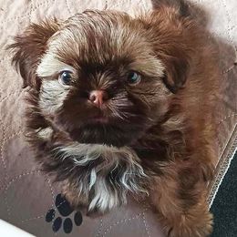 Shih Tzu Puppies from Mia AKC Shih Tzus