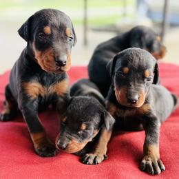 Chanel - Black and rust female Doberman Pinscher puppy in Winchester, Ohio from 32 Farms