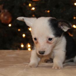Dunkin - Black and white male Cardigan Welsh Corgi puppy in Leonard, Texas from Southern Rose Corgis