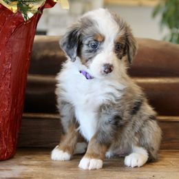 "Everest" Bernedoodle and Bernese Mountain Dog Puppies from Wild Mountainside Bernedoodles