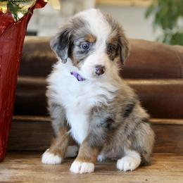 "Everest" Bernedoodle and Bernese Mountain Dog Puppies from Wild Mountainside Bernedoodles