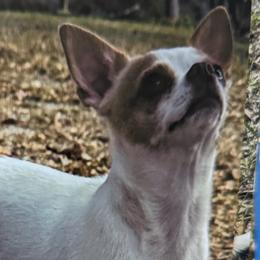 Chihuahuas from OakView Farm Chihuahuas FB