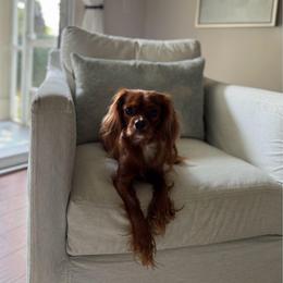PIPER - Cavalier King Charles Spaniel