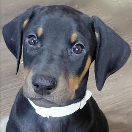 Countdown - Black and rust male Doberman Pinscher puppy in Valley View, Texas from Daystar Dobermans