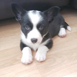 Jasmine - Cardigan Welsh Corgi puppy in Myton, Utah from Cardigan Corgi Cuties 💓