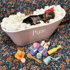 Pixie - female American Hairless Terrier puppy in Marietta, Georgia from Black Tie Danes and Sleek Society AHT