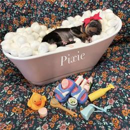 Pixie - female American Hairless Terrier puppy in Marietta, Georgia from Black Tie Danes and Sleek Society AHT