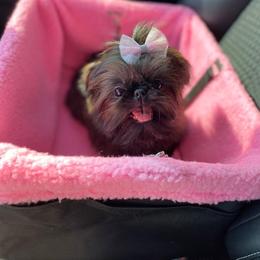 Shih Tzu Puppies from Little Miracles Shih Tzu