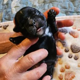 Diesel - Black and white male French Bulldog puppy in Bend, Oregon from High Lakes Frenchies