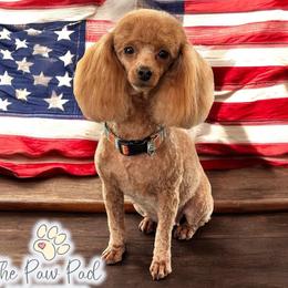 Dazzle - Poodle