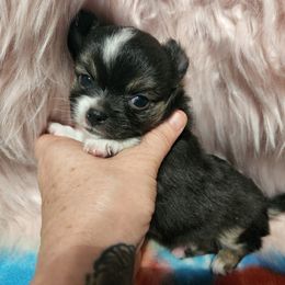 Chihuahua Puppies from OutLaw Chihuahua's