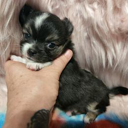 Chihuahua Puppies from OutLaw Chihuahua's