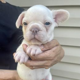 French Bulldog All Grown Up from Phoebes Frenchies