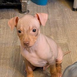 Static - Chocolate male American Hairless Terrier puppy in Phoenix, Arizona from Bare Valley