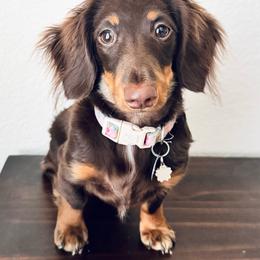 Remi - Dachshund