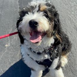 Bernedoodle and Cavapoo Puppies from Main Street Bernedoodles